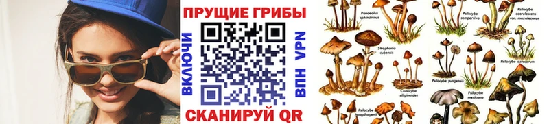 Псилоцибиновые грибы GOLDEN TEACHER  Купить где  Кондрово 